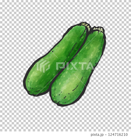 西葫蘆手繪筆刷風格插畫 西葫蘆手繪筆刷風格插畫 124716210