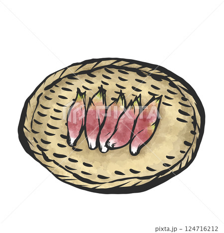 ミョウガの手描き筆絵風イラスト ミョウガの手描き筆絵風イラスト 124716212