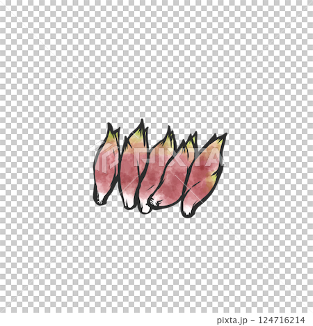 薑的手繪插圖 124716214