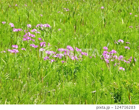 4月のサクラソウ 4月のサクラソウ 124716283