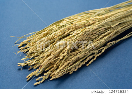 お米の稲穂 お米の稲穂 124716324