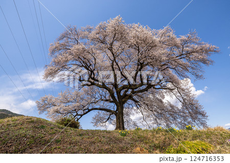 わに塚のサクラ 124716353