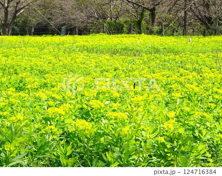 4月の花花 124716384