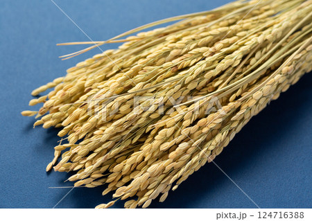 お米の稲穂 124716388