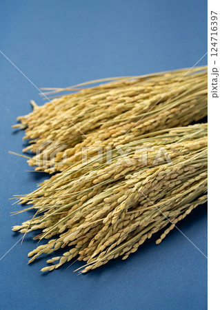お米の稲穂 お米の稲穂 124716397