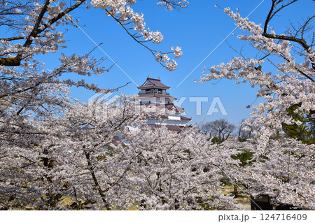 桜景 会津若松城 桜景 会津若松城 124716409
