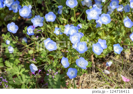 ネモフィラ 青い花 春の花 春色 4月 イメージ ネモフィラ 青い花 春の花 春色 4月 イメージ 124716411