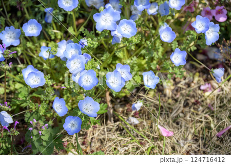 ネモフィラ 青い花 春の花 春色 4月 イメージ ネモフィラ 青い花 春の花 春色 4月 イメージ 124716412