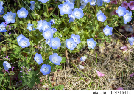 ネモフィラ 青い花 春の花 春色 4月 イメージ ネモフィラ 青い花 春の花 春色 4月 イメージ 124716413