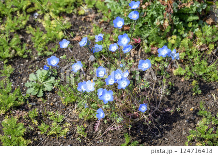 ネモフィラ 青い花 春の花 春色 4月 イメージ 124716418