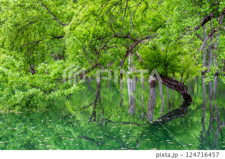 白川湖の水没林 124716457
