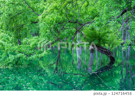白川湖の水没林 124716458