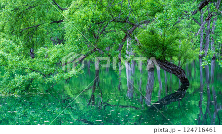 白川湖の水没林 124716461