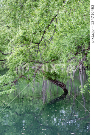 白川湖の水没林 白川湖の水没林 124716462