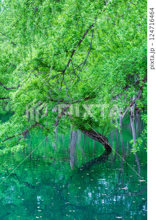 白川湖の水没林 124716464