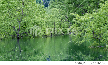 白川湖の水没林 124716487