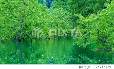 白川湖の水没林 124716489