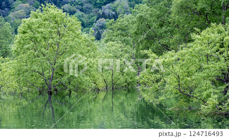 白川湖の水没林 124716493