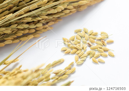 お米の稲籾 124716503