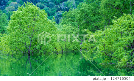 白川湖の水没林 124716504