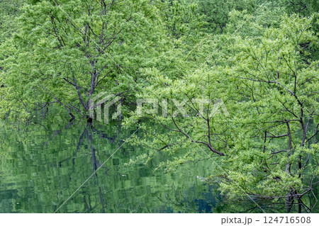 白川湖の水没林 124716508