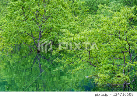 白川湖の水没林 白川湖の水没林 124716509