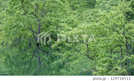 白川湖の水没林 白川湖の水没林 124716511