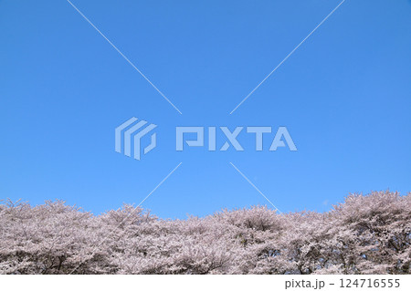 桜 快晴 桜 快晴 124716555