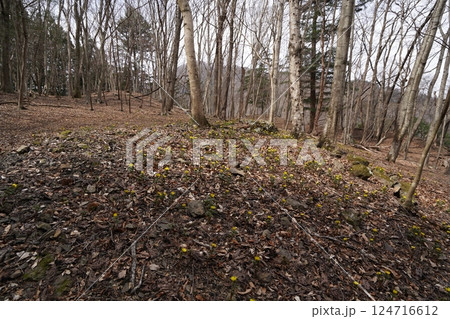 群馬県上野村 野栗沢の福寿草群生地(下部群生地) フクジュソウ満開 2025年3月24日 群馬県上野村 野栗沢の福寿草群生地(下部群生地) フクジュソウ満開 2025年3月24日 124716612