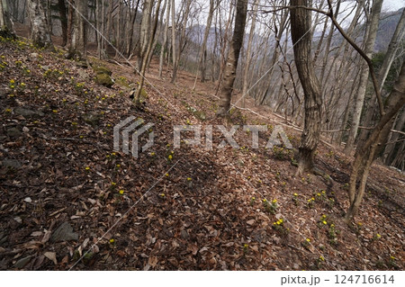 群馬県上野村　野栗沢の福寿草群生地（下部群生地）　フクジュソウ満開　2025年3月24日 124716614