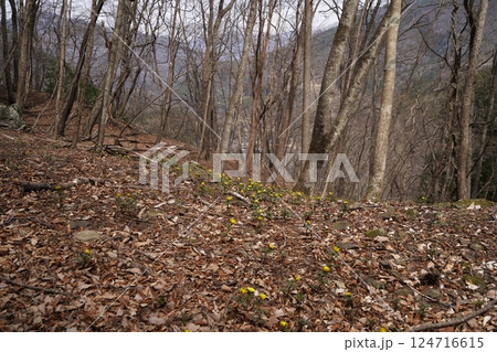 群馬県上野村　野栗沢の福寿草群生地（下部群生地）　フクジュソウ満開　2025年3月24日 124716615