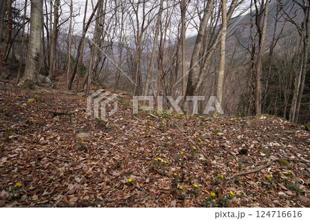 群馬県上野村 野栗沢の福寿草群生地(下部群生地) フクジュソウ満開 2025年3月24日 群馬県上野村 野栗沢の福寿草群生地(下部群生地) フクジュソウ満開 2025年3月24日 124716616
