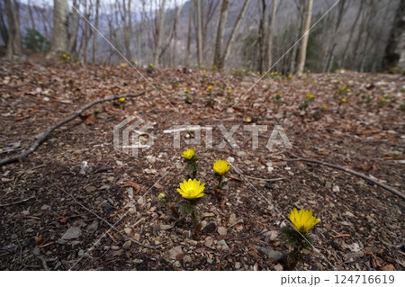 群馬県上野村 野栗沢の福寿草群生地(下部群生地) フクジュソウ満開 2025年3月24日 群馬県上野村 野栗沢の福寿草群生地(下部群生地) フクジュソウ満開 2025年3月24日 124716619