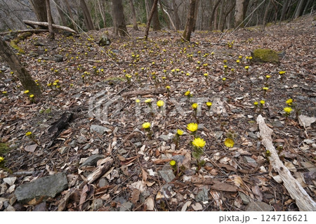 群馬県上野村 野栗沢の福寿草群生地(上部群生地) フクジュソウ満開 2025年3月24日 群馬県上野村 野栗沢の福寿草群生地(上部群生地) フクジュソウ満開 2025年3月24日 124716621