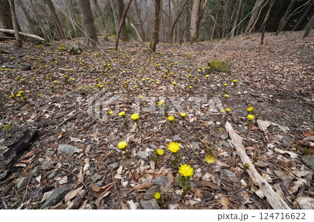 群馬県上野村　野栗沢の福寿草群生地（上部群生地）　フクジュソウ満開　2025年3月24日 124716622