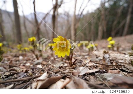 群馬県上野村　野栗沢の福寿草群生地（上部群生地）　フクジュソウ満開　2025年3月24日 124716629