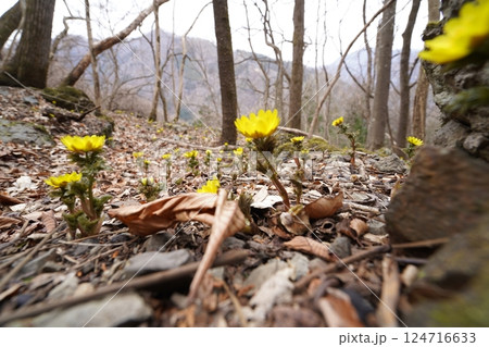 群馬県上野村 野栗沢の福寿草群生地(上部群生地) フクジュソウ満開 2025年3月24日 群馬県上野村 野栗沢の福寿草群生地(上部群生地) フクジュソウ満開 2025年3月24日 124716633