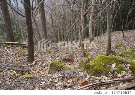 群馬県上野村 野栗沢の福寿草群生地(上部群生地) フクジュソウ満開 2025年3月24日 群馬県上野村 野栗沢の福寿草群生地(上部群生地) フクジュソウ満開 2025年3月24日 124716634