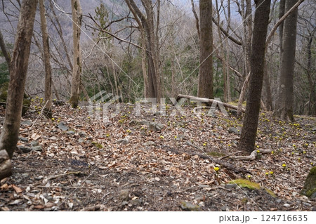 群馬県上野村 野栗沢の福寿草群生地(上部群生地) フクジュソウ満開 2025年3月24日 群馬県上野村 野栗沢の福寿草群生地(上部群生地) フクジュソウ満開 2025年3月24日 124716635