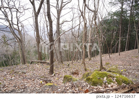 群馬県上野村 野栗沢の福寿草群生地(上部群生地) フクジュソウ満開 2025年3月24日 群馬県上野村 野栗沢の福寿草群生地(上部群生地) フクジュソウ満開 2025年3月24日 124716637