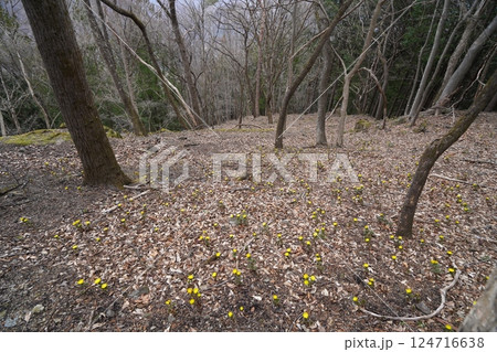 群馬県上野村 野栗沢の福寿草群生地(上部群生地) フクジュソウ満開 2025年3月24日 群馬県上野村 野栗沢の福寿草群生地(上部群生地) フクジュソウ満開 2025年3月24日 124716638