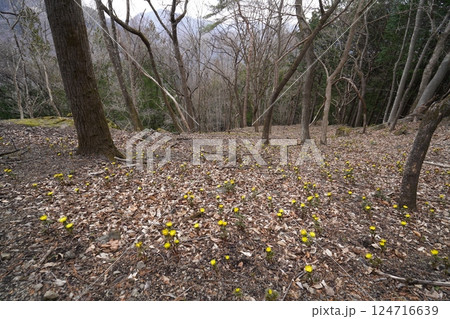 群馬県上野村 野栗沢の福寿草群生地(上部群生地) フクジュソウ満開 2025年3月24日 群馬県上野村 野栗沢の福寿草群生地(上部群生地) フクジュソウ満開 2025年3月24日 124716639