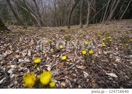 群馬県上野村　野栗沢の福寿草群生地（上部群生地）　フクジュソウ満開　2025年3月24日 124716640