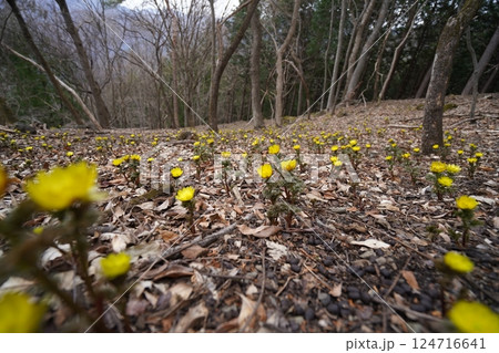 群馬県上野村 野栗沢の福寿草群生地(上部群生地) フクジュソウ満開 2025年3月24日 群馬県上野村 野栗沢の福寿草群生地(上部群生地) フクジュソウ満開 2025年3月24日 124716641