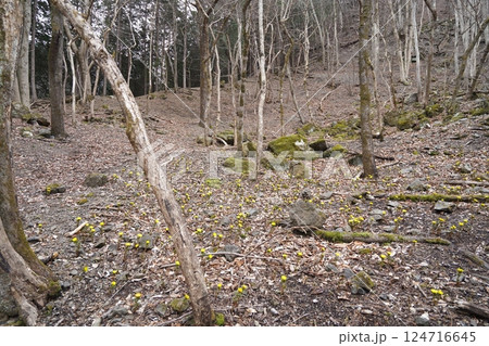 群馬県上野村 野栗沢の福寿草群生地(上部群生地) フクジュソウ満開 2025年3月24日 群馬県上野村 野栗沢の福寿草群生地(上部群生地) フクジュソウ満開 2025年3月24日 124716645