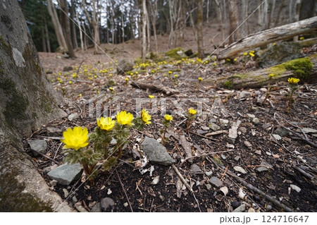 群馬県上野村 野栗沢の福寿草群生地(上部群生地) フクジュソウ満開 2025年3月24日 群馬県上野村 野栗沢の福寿草群生地(上部群生地) フクジュソウ満開 2025年3月24日 124716647