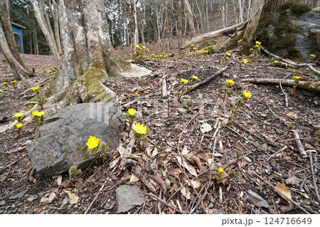 群馬県上野村　野栗沢の福寿草群生地（上部群生地）　フクジュソウ満開　2025年3月24日 124716649