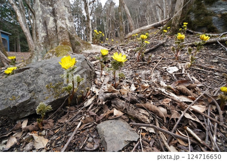 群馬県上野村　野栗沢の福寿草群生地（上部群生地）　フクジュソウ満開　2025年3月24日 124716650