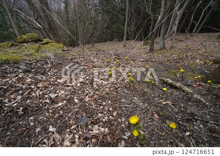 群馬県上野村 野栗沢の福寿草群生地(上部群生地) フクジュソウ満開 2025年3月24日 群馬県上野村 野栗沢の福寿草群生地(上部群生地) フクジュソウ満開 2025年3月24日 124716651