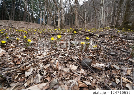 群馬県上野村　野栗沢の福寿草群生地（上部群生地）　フクジュソウ満開　2025年3月24日 124716655